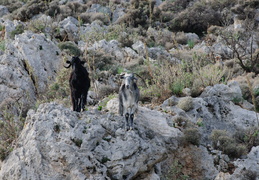 goats in the hills